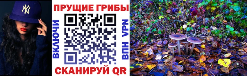 Галлюциногенные грибы Cubensis  Большой Камень 